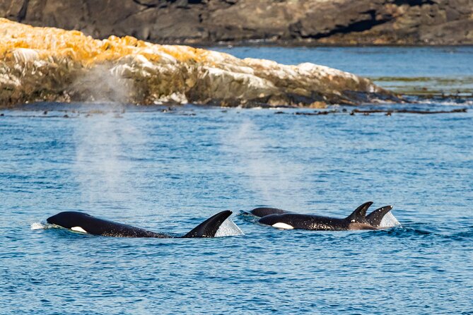 Victoria Whale Watching Tour on a Covered Vessel - The Main Drawbacks to Know Before Booking
