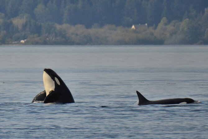 Victoria Whale Watching Tour on a Covered Vessel - Who Will Enjoy This Tour Most?