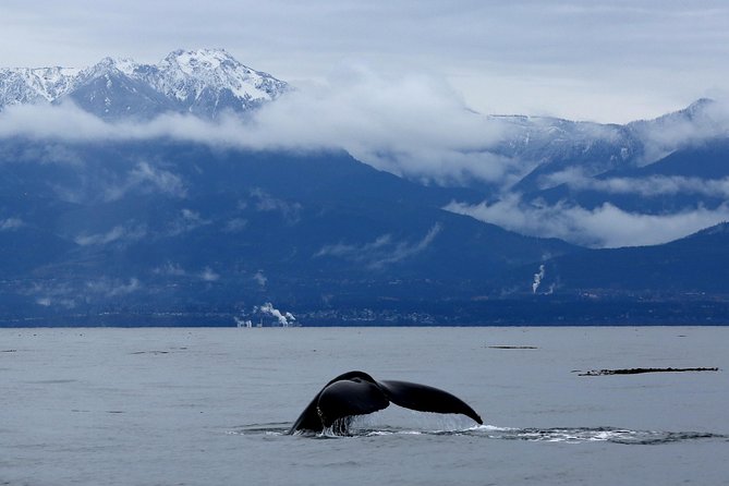 Victoria Zodiac Boat Whale Watching Adventure - What the three-hour route feels like