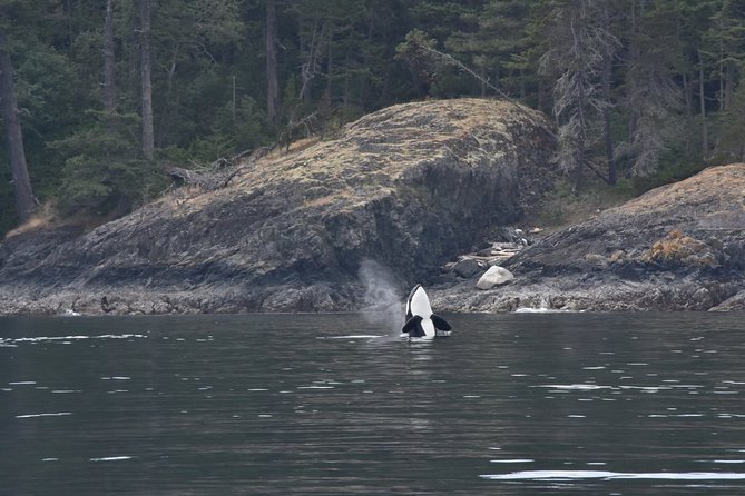 Victoria Zodiac Boat Whale Watching Adventure - Comfort, motion, and the view from your seat