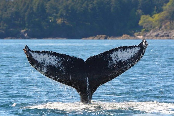 Victoria Zodiac Boat Whale Watching Adventure - Is $154.08 good value?