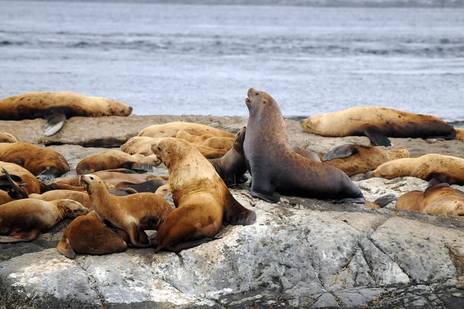 Victoria Zodiac Boat Whale Watching Adventure - Who should choose this Zodiac trip?