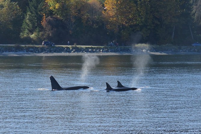 Victoria Zodiac Boat Whale Watching Adventure - The wildlife you might see