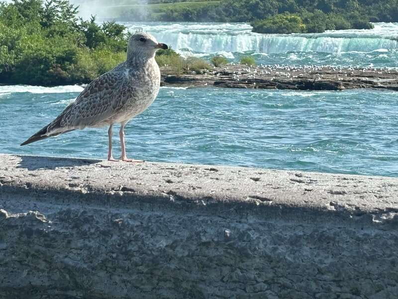 Walking Tour of Niagara Falls Canada and Hornblower Boat - Who will enjoy this combination most?