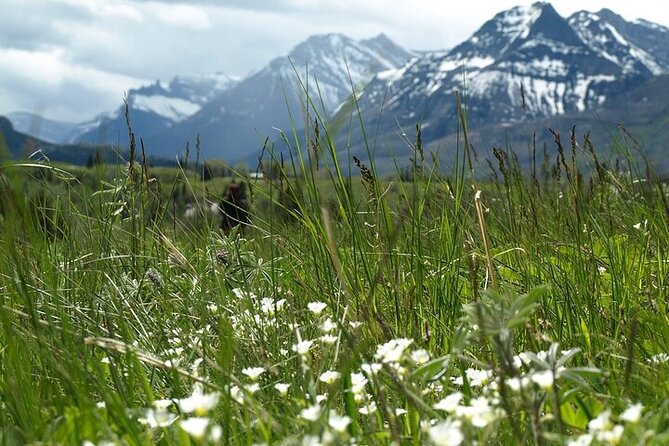 Waterton-Glacier International Peace Park | Be a Wildflower - Red Rock Canyon reveals Waterton’s unusual geology