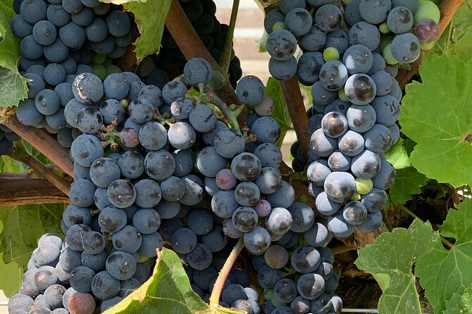 West Kelowna Full Day Wine Tour - The 90-minute lunch stop