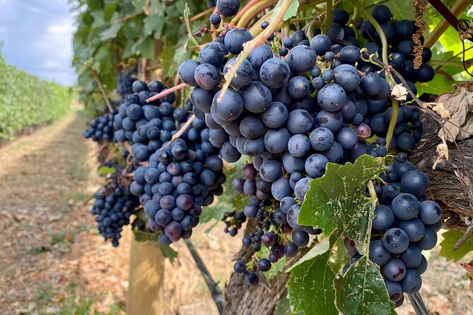 West Kelowna Half-Day Guided Wine Tour With 4 Wineries - Volcanic Hills Estate Winery starts with variety