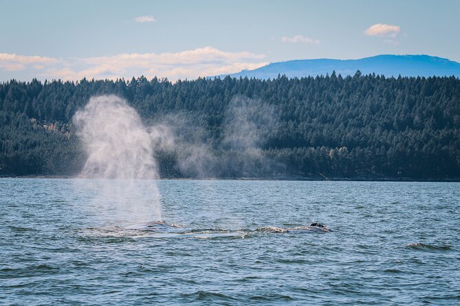 Whale Watching Nanaimo Open Boat Tour - What the four-hour schedule gives you