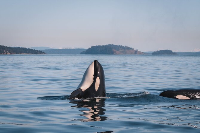 Whale Watching Nanaimo Open Boat Tour - Learning the Salish Sea before the whales appear