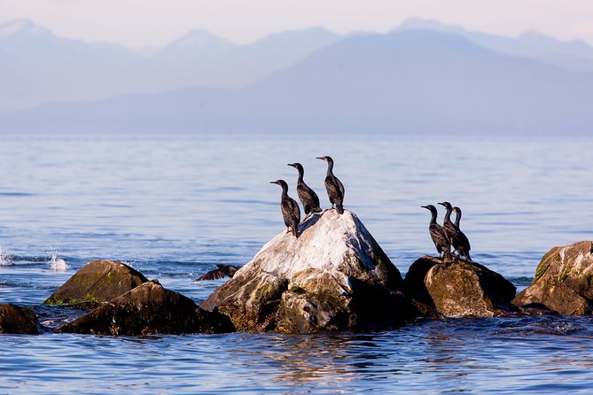 Whale-Watching Tour from Vancouver - How the captain and guides shape the day