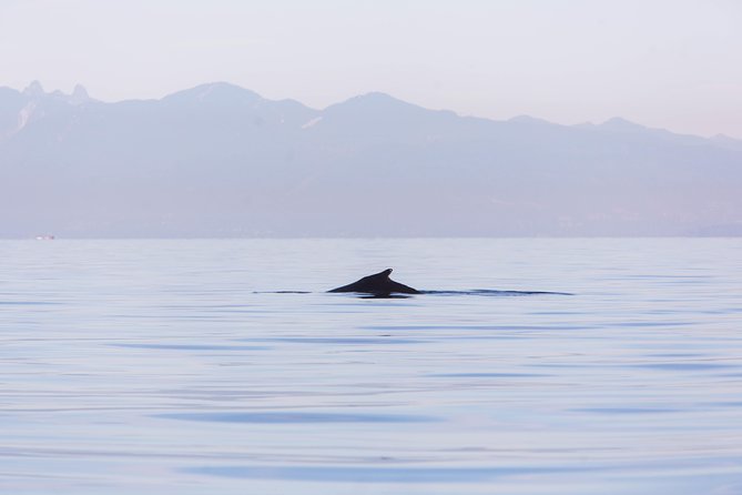 Whale-Watching Tour from Vancouver - Is $157.09 a fair price?