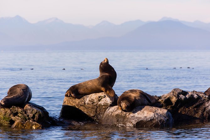 Whale-Watching Tour from Vancouver - On board for a three-to-five-hour search
