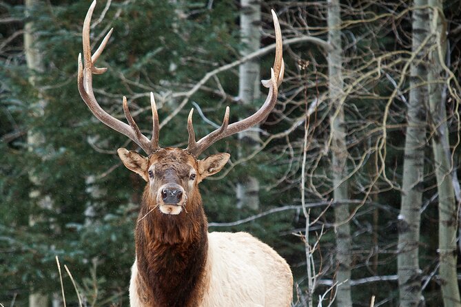 Wilderness and Wildlife Hiking Tour - 3hr Hike - Why a quiet Kananaskis trail can be the right choice