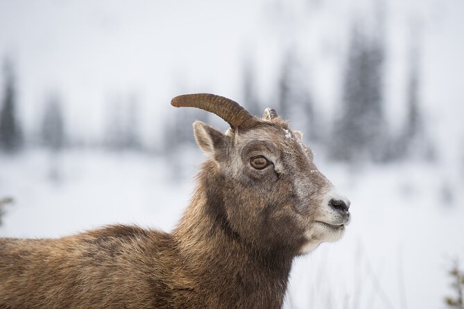 Wilderness and Wildlife Hiking Tour - 3hr Hike - Wildlife without the false promise