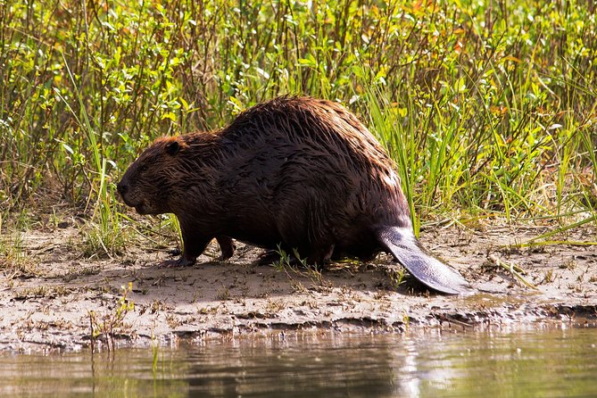 Wildlife on the Bow | Big Canoe Tour - Choosing your departure time