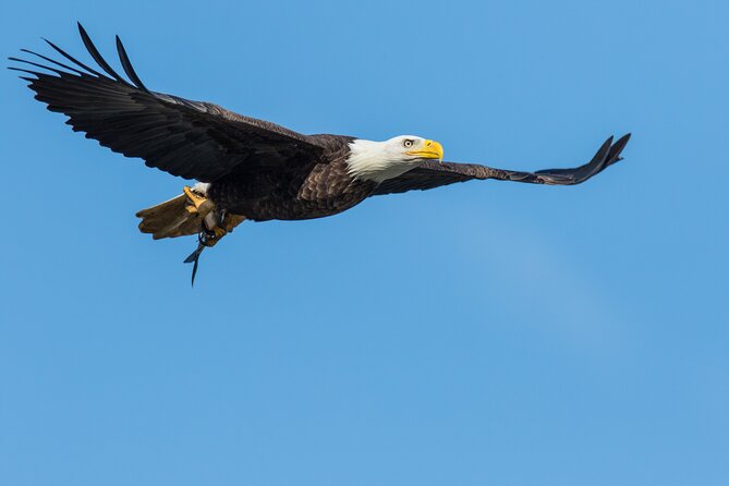 Wildlife on the Bow | Big Canoe Tour in Banff National Park - Is $69.85 good value?
