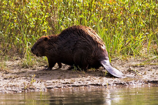 Wildlife on the Bow | Big Canoe Tour in Banff National Park - Who will enjoy this big-canoe trip most