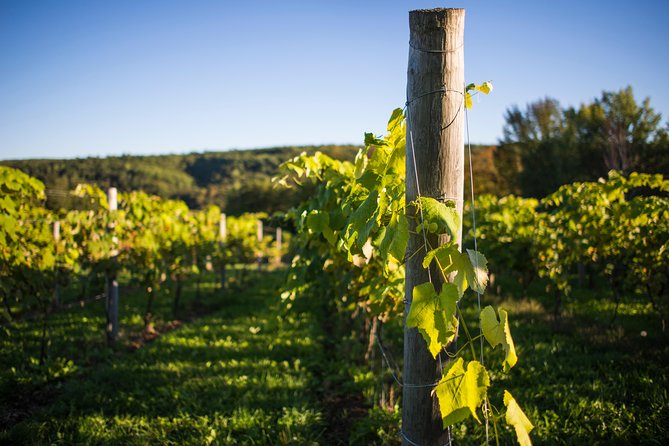 Wine and Lunch Escape - Understanding Nova Scotia’s cool-climate wines