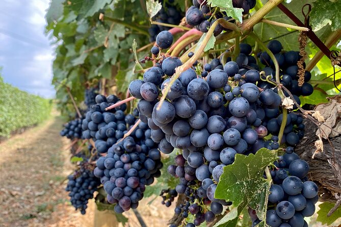 Wine Tour Experience In Lake Country 5 Wineries - Why this Lake Country wine day works well