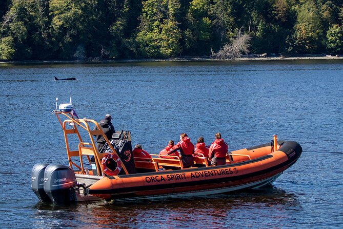 Winter Victoria Whale and Wildlife Zodiac Tour - What the three-hour itinerary feels like