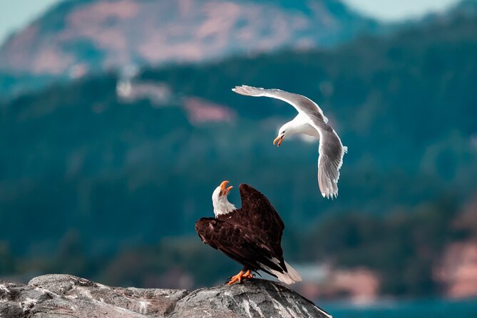 Winter Victoria Whale and Wildlife Zodiac Tour - Price and value at $129.32