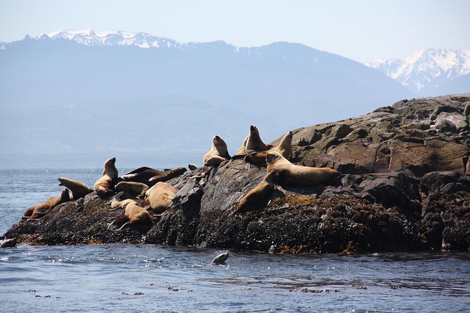 Winter Victoria Whale and Wildlife Zodiac Tour - Who should choose this Zodiac ride
