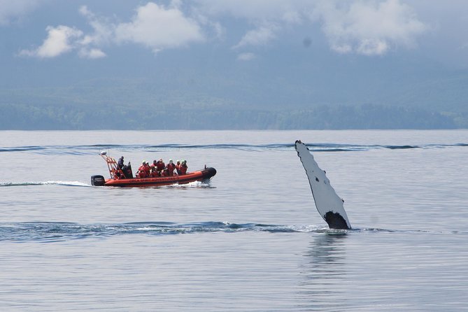 Winter Victoria Whale and Wildlife Zodiac Tour - Watching for whales, seals, and coastal birds