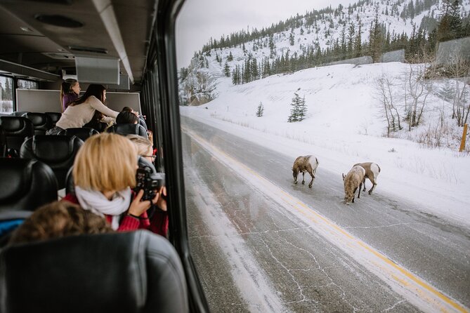 Winter Wildlife Discovery Tour - A 9:00 am start from Jasper