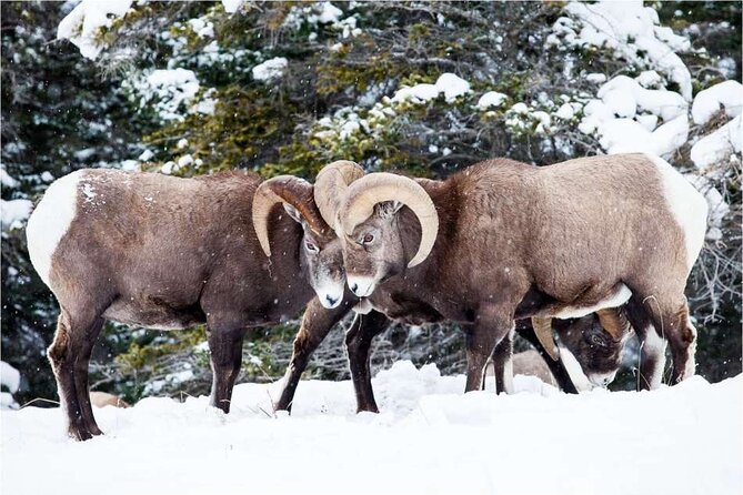 Winter Wildlife Discovery Tour - The guides turn a bus ride into a story