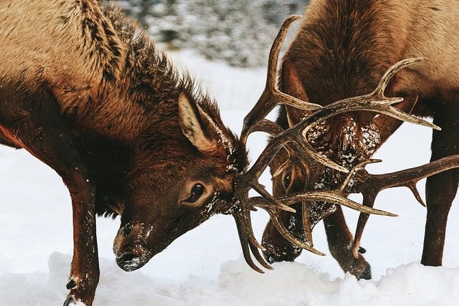 Winter Wildlife Discovery Tour - What the $67.95 price really buys