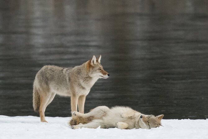 Winter Wildlife Discovery Tour - Who should book this outing
