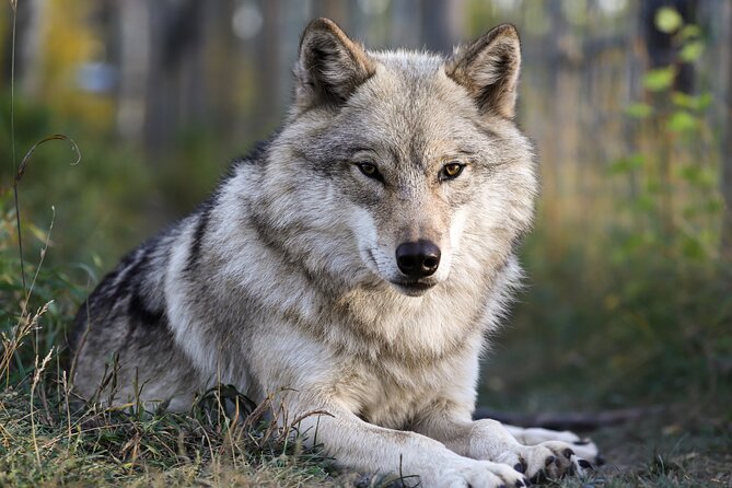 Yamnuska Wolfdog Sanctuary Walk Ticket in Canada - Why this sanctuary visit feels different from a zoo stop
