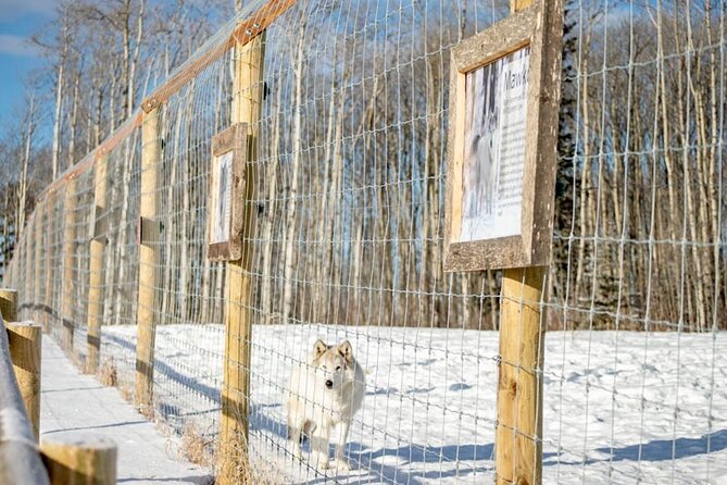 Yamnuska Wolfdog Sanctuary Walk Ticket in Canada - Walking the paths and reading the signs