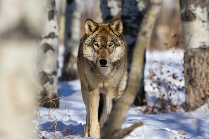 Yamnuska Wolfdog Sanctuary Walk Ticket in Canada - How long to allow and when to go