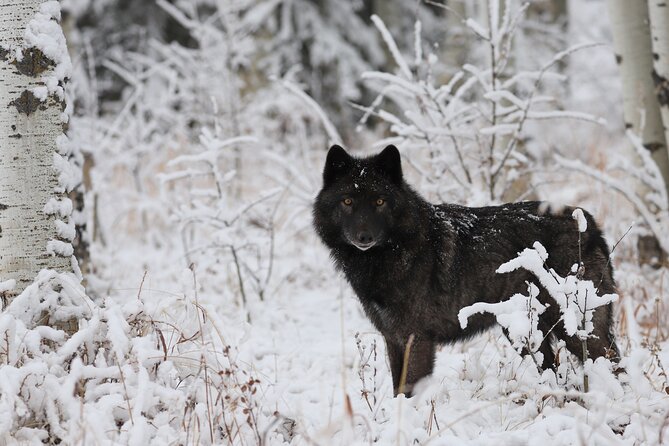Yamnuska Wolfdog Sanctuary Walk Ticket in Canada - Who should book this experience
