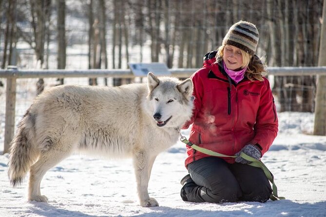 Yamnuska Wolfdog Sanctuary Walk Ticket in Canada - Should you book the Yamnuska Wolfdog Sanctuary walk?