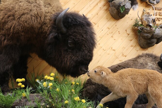 Yellowknife City Tour + Nature's North Wildlife Gallery - Old Town, N’dilo, and Yellowknife’s beginnings