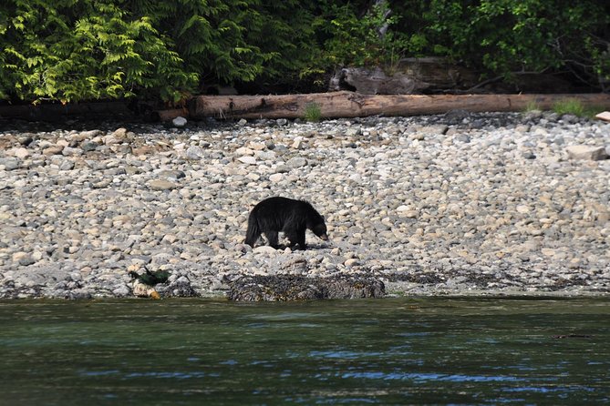 Zodiac Boat Whale and Wildlife 4-Hour Tour from Campbell River - Why this Campbell River zodiac tour is appealing