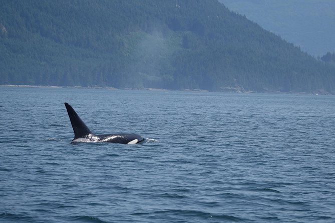 Zodiac Boat Whale and Wildlife 4-Hour Tour from Campbell River - Morning or afternoon: choosing your departure