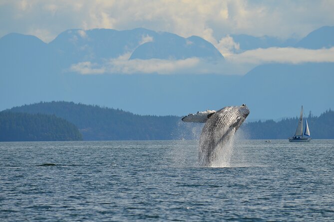 Zodiac Boat Whale and Wildlife 4-Hour Tour from Campbell River - Four hours of searching for whales and wildlife