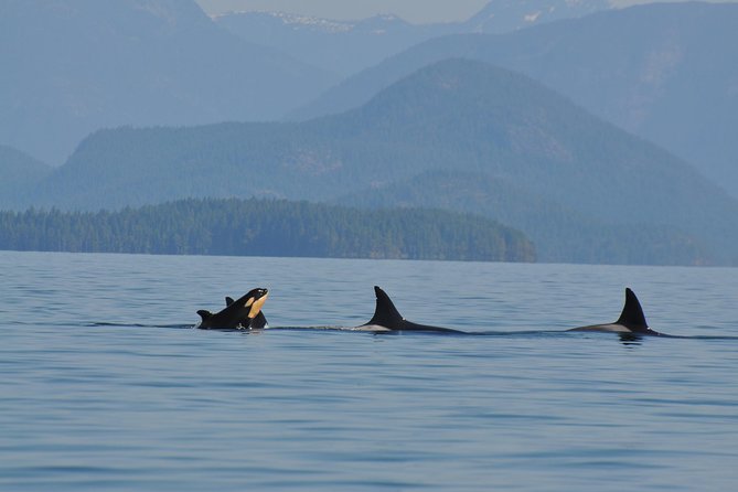 Zodiac Boat Whale and Wildlife 6-Hour Tour from Campbell River - Why this six-hour Campbell River trip feels different