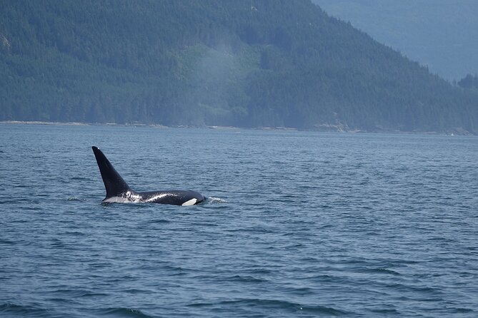 Zodiac Boat Whale and Wildlife 6-Hour Tour from Campbell River - Staying warm in an open boat