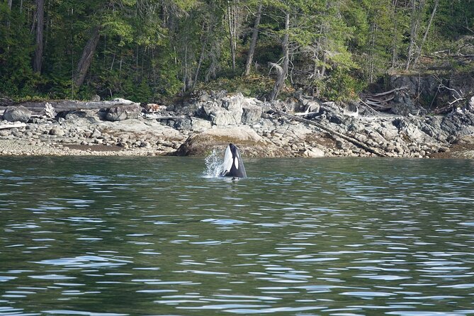Zodiac Boat Whale and Wildlife 6-Hour Tour from Campbell River - The value of $251.72 per person