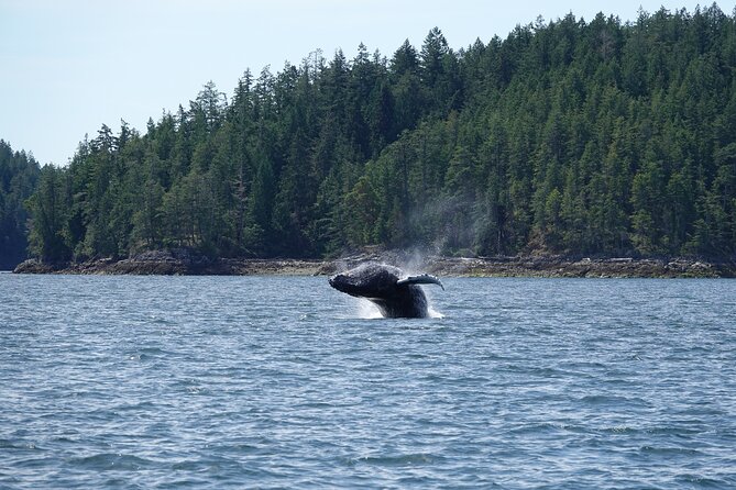 Zodiac Boat Whale and Wildlife 6-Hour Tour from Campbell River - Captain Becca, also known as Bex
