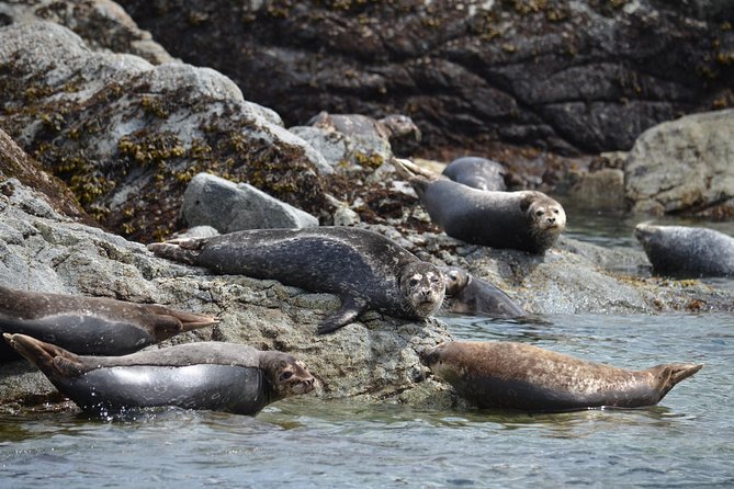 Zodiac Boat Whale and Wildlife 6-Hour Tour from Campbell River - Meeting the boat at 9:00 am