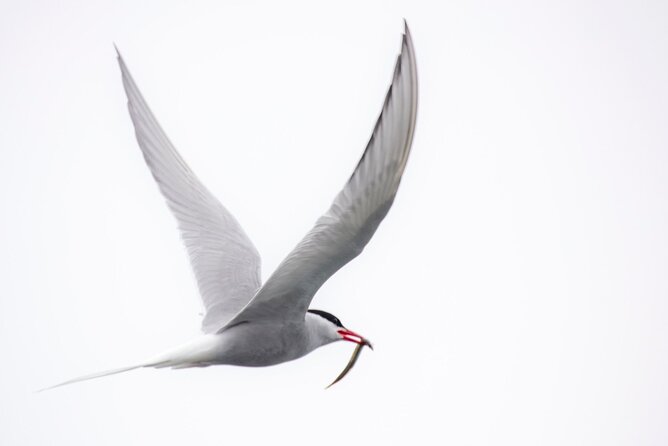 Zodiac Coastal Tour with Naturalist Guide: Lunenburg - Small islands and quiet coastal details