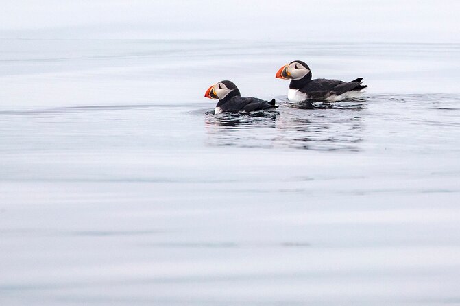Zodiac Coastal Tour with Naturalist Guide: Lunenburg - Jason and Deb make the outing personal